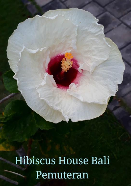 Hibiscus House Pemuteran Bali Hotel Kültér fotó