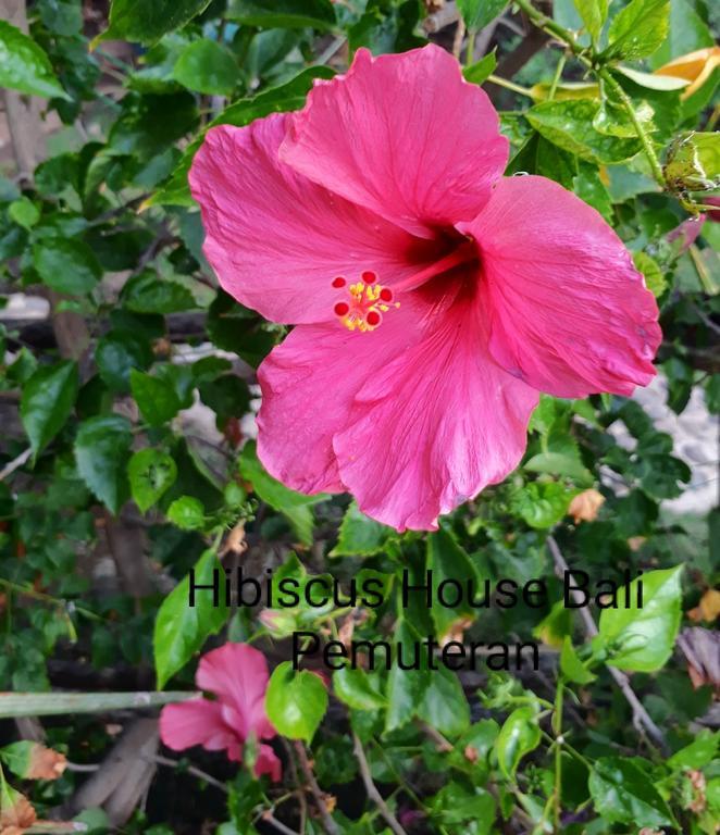 Hibiscus House Pemuteran Bali Hotel Kültér fotó